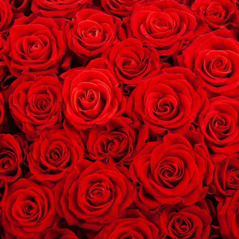 Букет в коробке Самая любимая (101 роза)