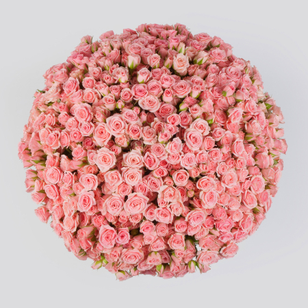 Букет из 151 розы Утренние поцелуи