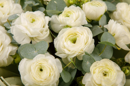 Букет из 15 ранункулюсов Ангельская трель