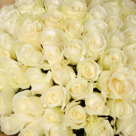 Букет из 101 белой розы Аляска