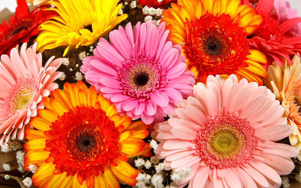 Букет из 15 гербер Звездный иней