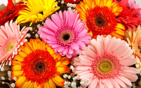 Букет из 15 гербер Звездный иней