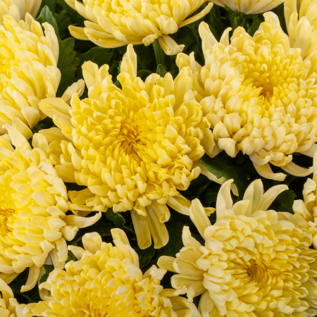 Букет из 35 желтых хризантем Сингл + Десерт в ПОДАРОК!