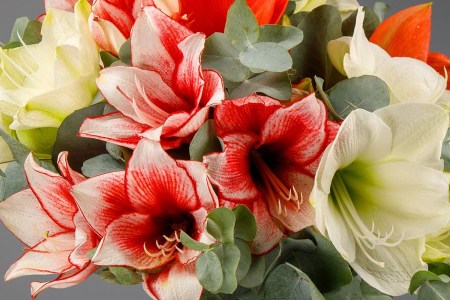 Букет с гиппеаструмами Хвост феникса