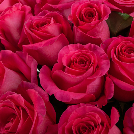 Букет 35 роз Пинк Флойд (Эквадор), 60 см