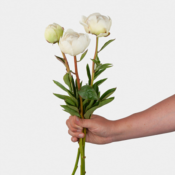 Пион Ивори Виктори (3 шт.)