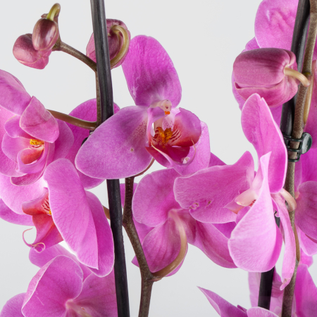 Орхидея Фаленопсис фиолетовая (2 ствола)