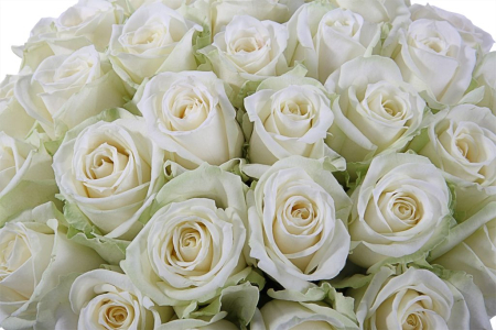 Букет 35 роз Аваланш в шляпной коробке