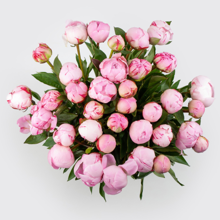 Букет из пионов 35 мгновений любви