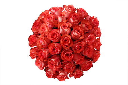 Букет 35 роз Игуана в шляпной коробке