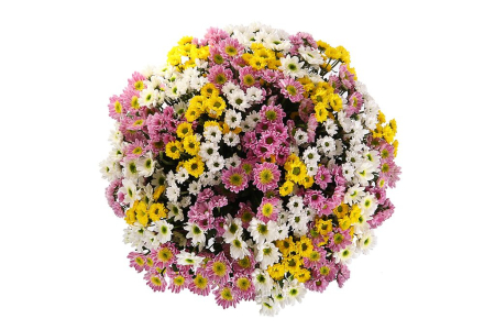 Букет 51 хризантема Сантини