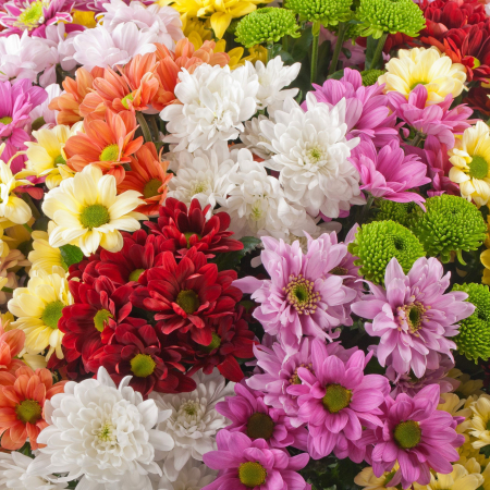 Букет 51 кустовая хризантема + Десерт в ПОДАРОК!