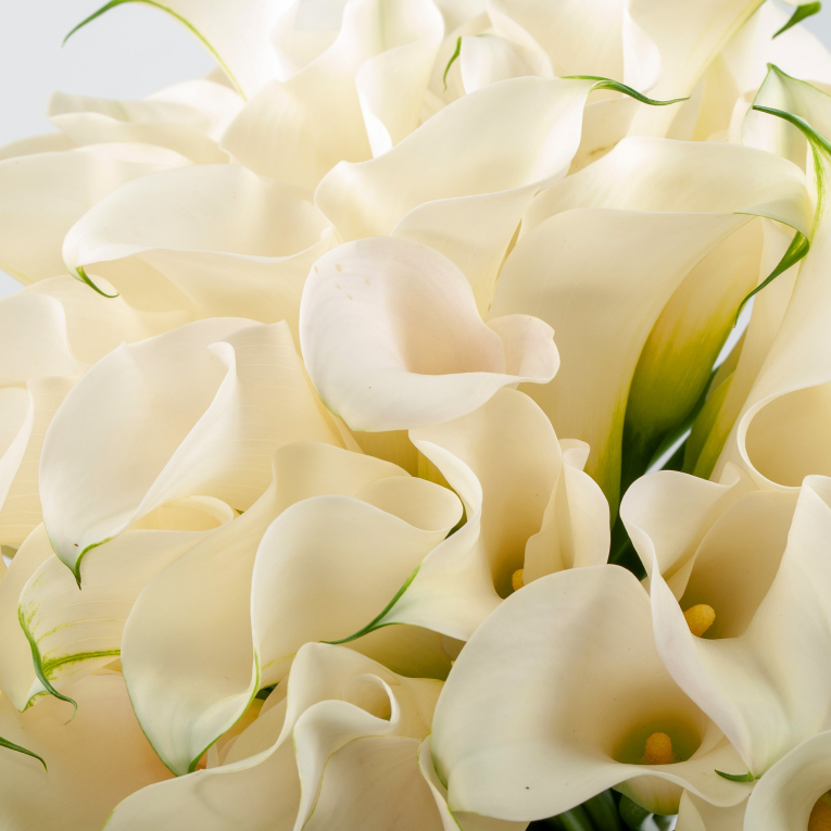 Букет из 51 каллы Белый ангел