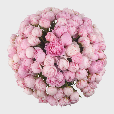 Букет 101 пион Розовый жемчуг