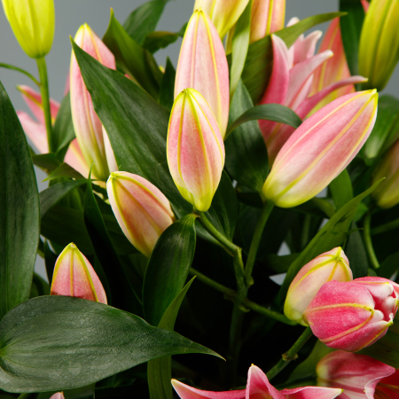 Букет из 11 лилий Элизабет