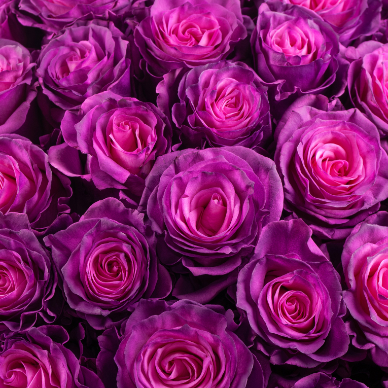 Букет 101 роза Лунный рассвет