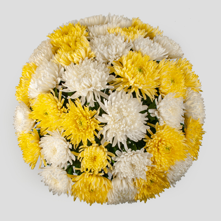 Букет 35 желто-белых хризантем Сингл + Десерт в ПОДАРОК!