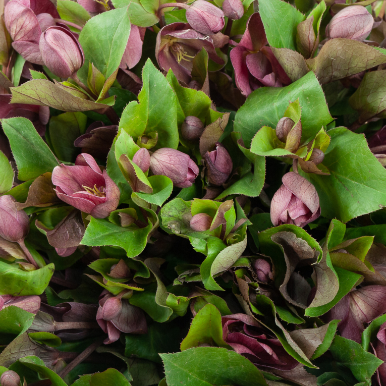 Букет Мягкая лужайка