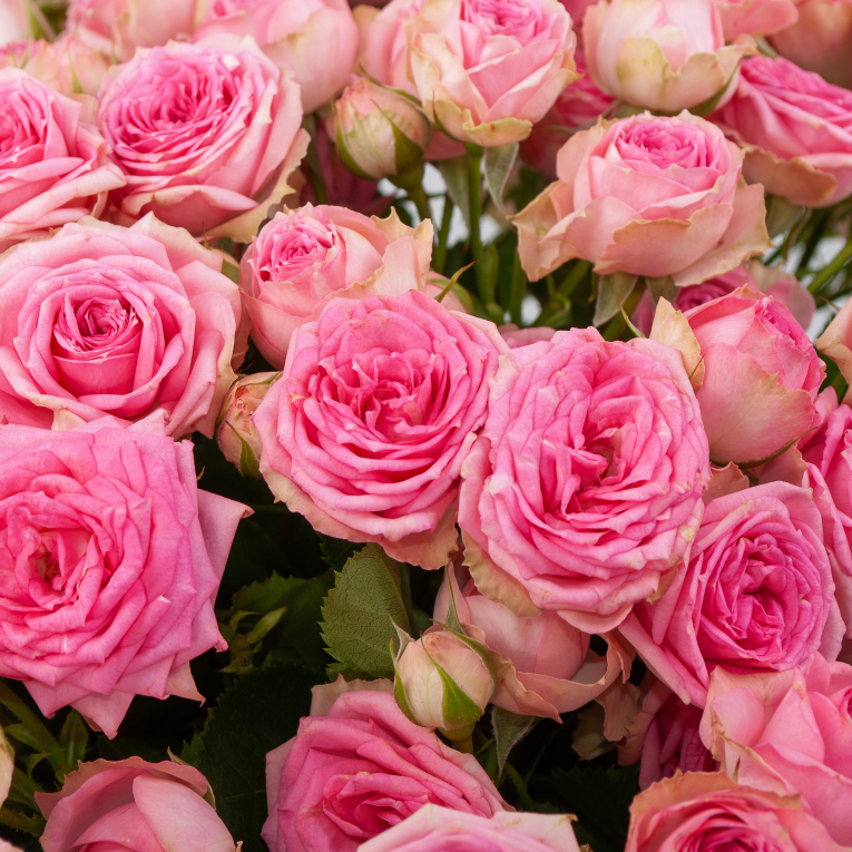 Букет 25 кустовых роз Жемчужный румянец