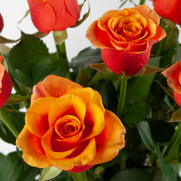 Букет из 11 роз Огненное сердце