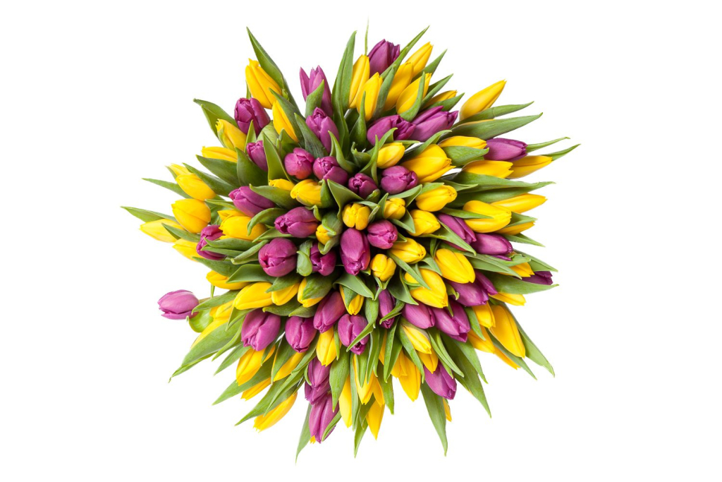 Букет 101 тюльпан, желто-фиолетовые