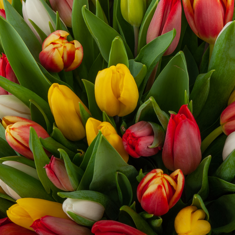 Букет 151 тюльпан Лучики солнца