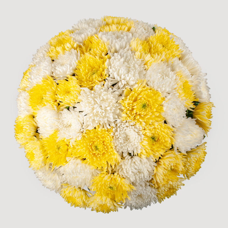 Букет из 51 желто-белых хризантем Сингл