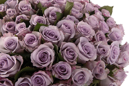 Букет Песнь Океана (151 роза)