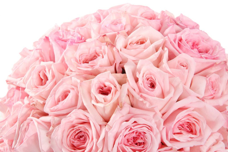 Букет 51 роза Пинк О'Хара в шляпной коробке