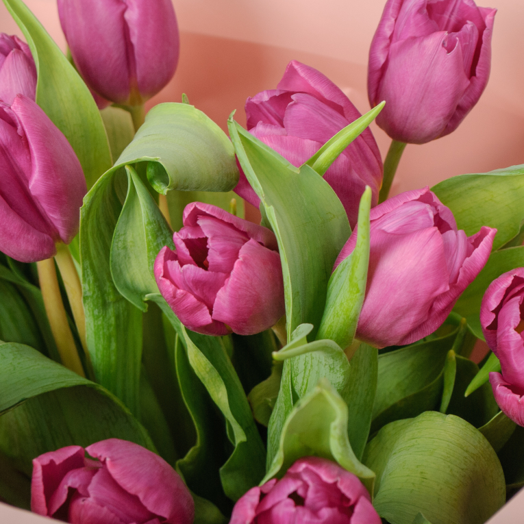 Букет 15 фиолетовых тюльпанов