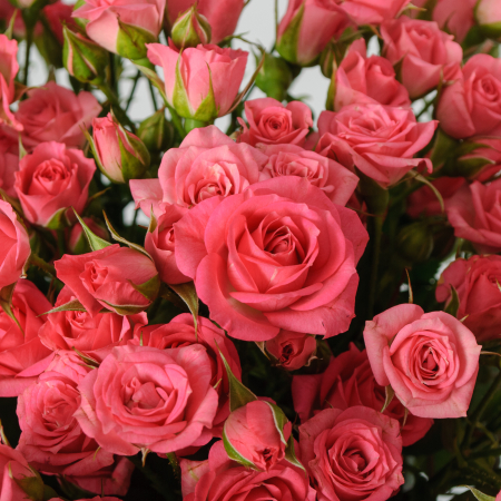 Букет 15 кустовых роз Лидия (50 см)