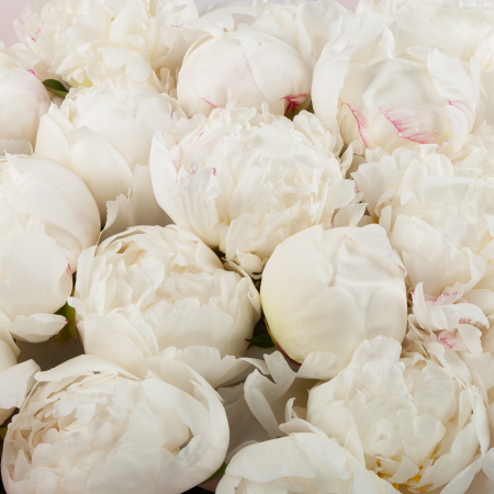 Букет из 25 пионов Искренний дар