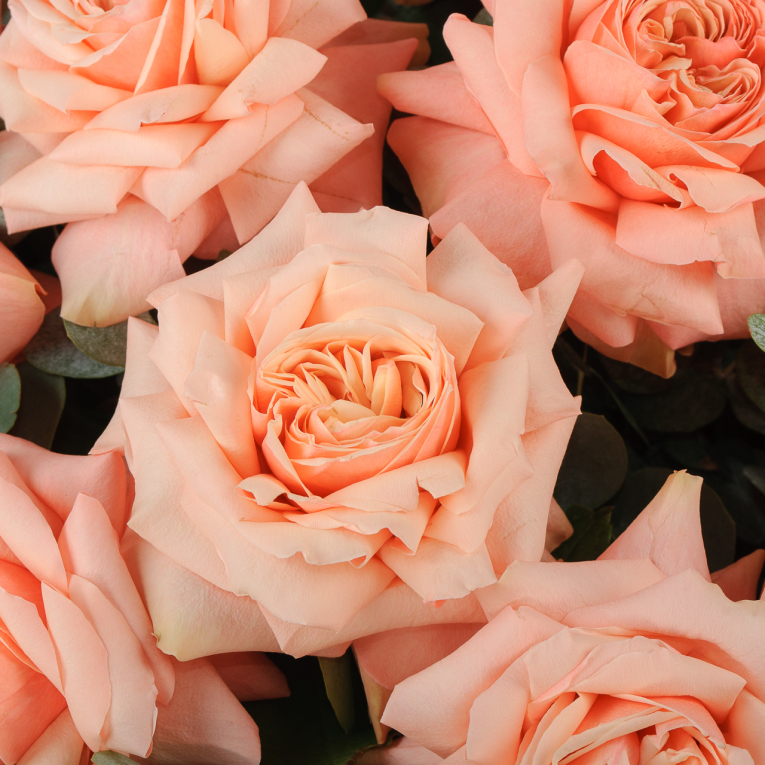 Букет из 15 роз Дыхание нежности