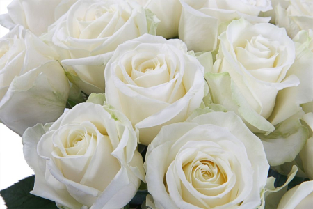 Букет 17 роз Аваланш 60/70 см