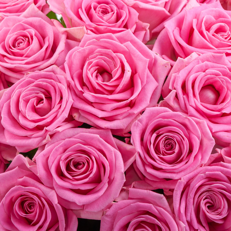 Букет из 51 розы Куколка