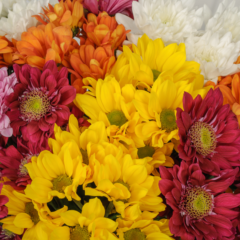 Букет 11 кустовых хризантем микс