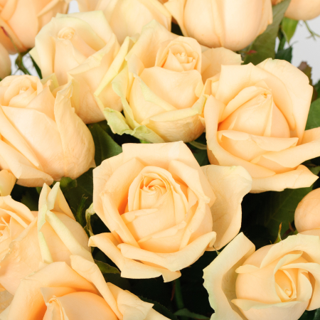 Букет 19 роз Пич Аваланш