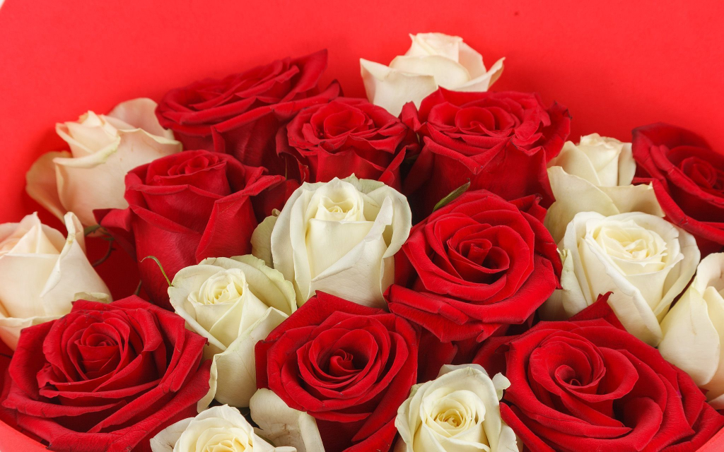 Букет из роз Арлекино (макси)