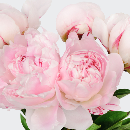 Букет из пионов 5 комплиментов