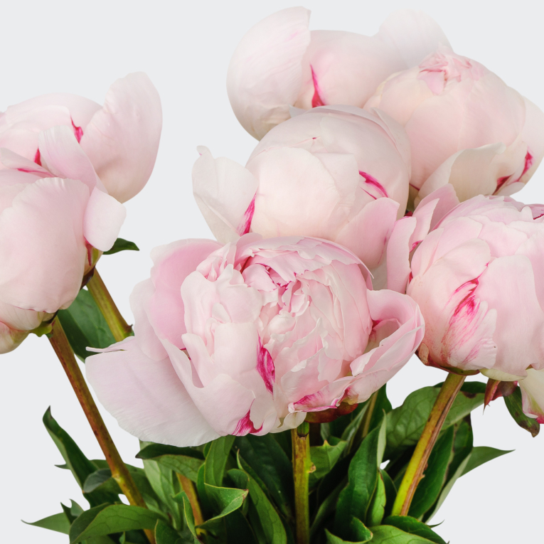 Букет из пионов 7 комплиментов