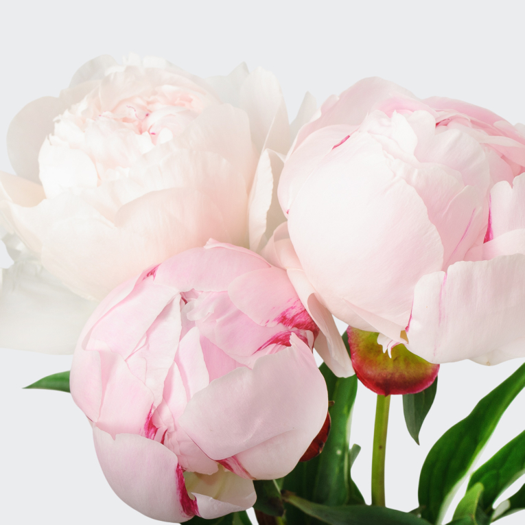 Пион Сара Бернар (3 шт.)