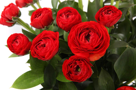 Букет из 31 ранункулюса Красная Шапочка