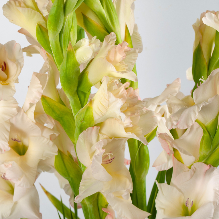 Букет гладиолусов Белые стрелы