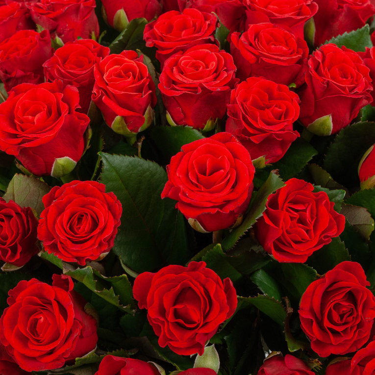 Букет из 51 розы Золотые дни