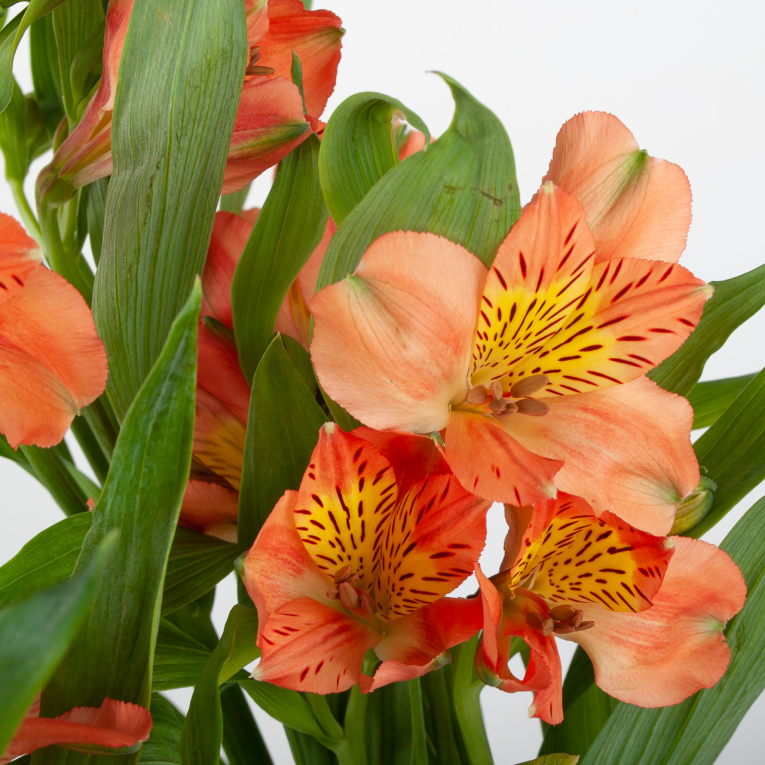 Альстромерия оранжевая (3 шт.)