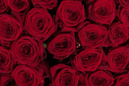 Букет 101 красная роза 60/70 см