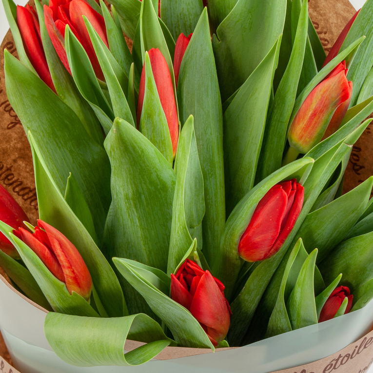 Букет 15 тюльпанов Слова любви, красные