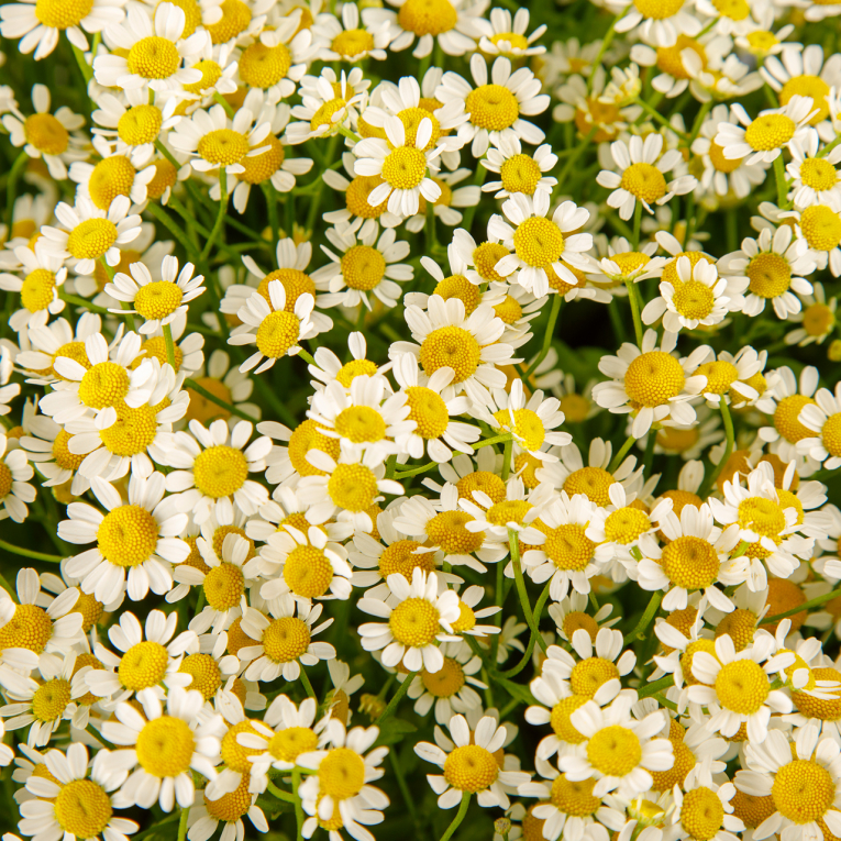 Букет 51 ромашка