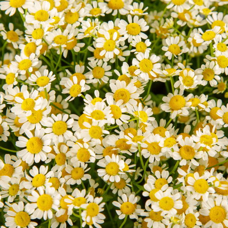 Букет 51 ромашка