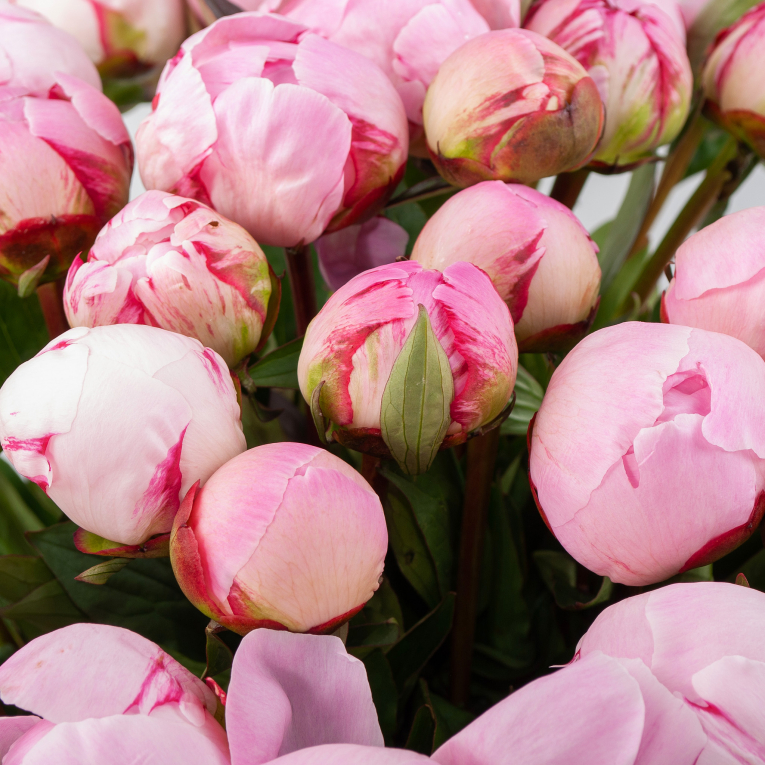 Букет из пионов 35 мгновений любви